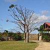 Baobab Tree