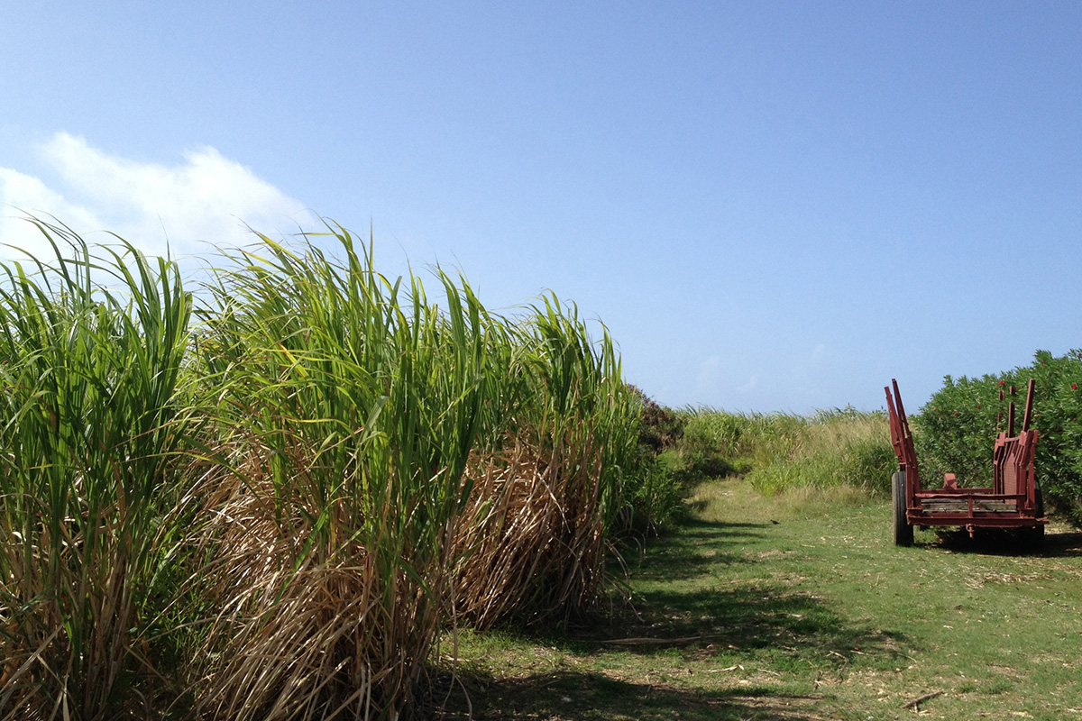 Blocks - PLTN TheEstate CaneFields2 1200x800